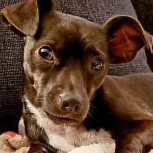 Meet your Posher, Monicka